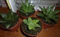 3" Gasteria Assortment